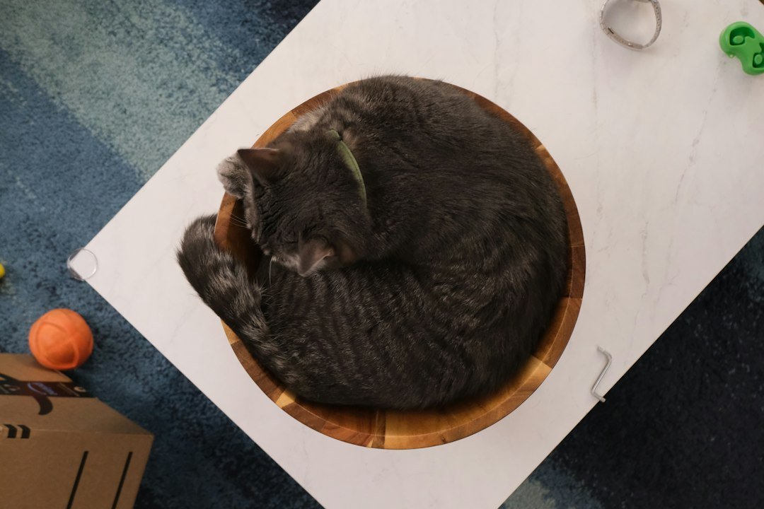 A cat is curled up in a bowl
