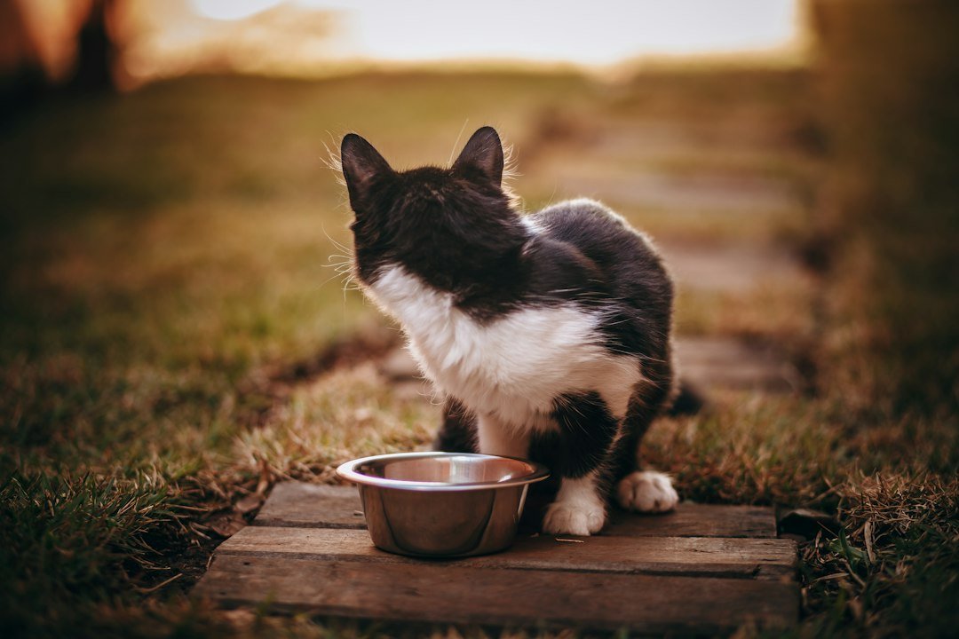 black and white cat on brown wooden table